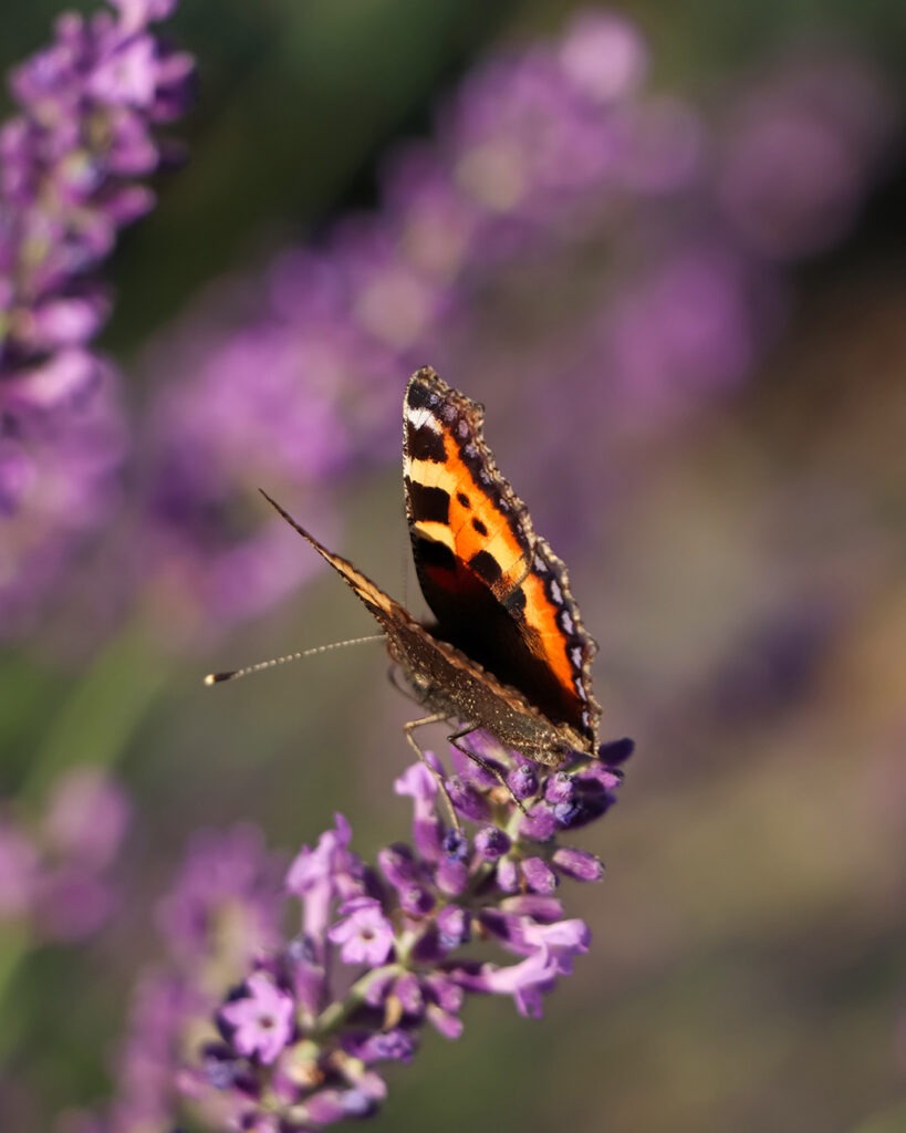 Platzhalter-Bestattungsportal-Schmetterling-sitzt-auf-Lavendelbluete-Schaack-Bestattungen-Hanau