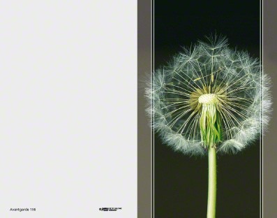 Trauerbild Avantgarde mit Pusteblume vor dunklem Hintergrund