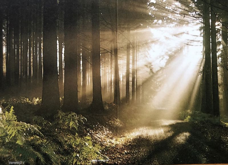 Trauerbild Veneto mit Lichtstrahlen zwischen Bäumen im Wald