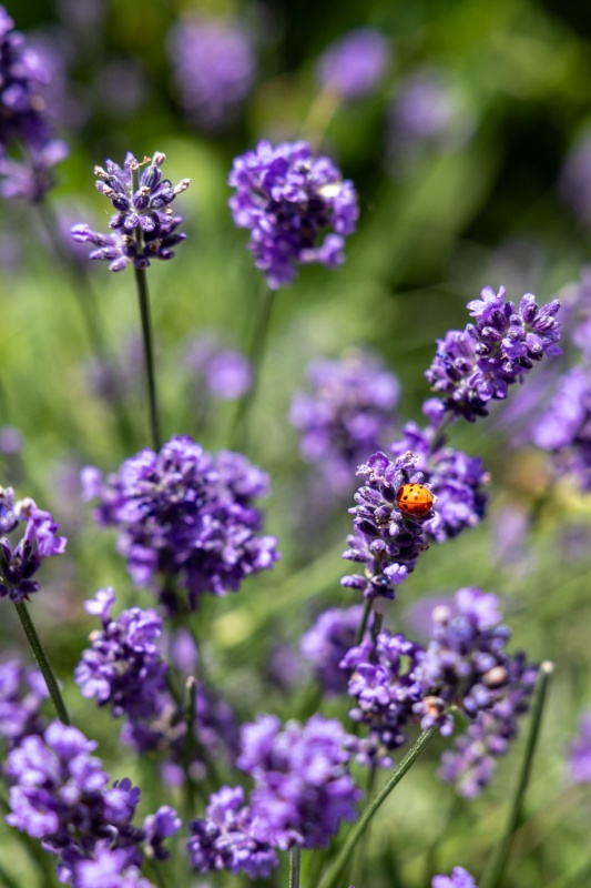 Blühender Lavendel mit einem Marienkäfer auf einer Blüte