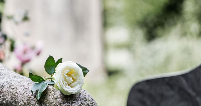 Weiße Rose auf einem Grabstein, im Hintergrund rosa Blüten