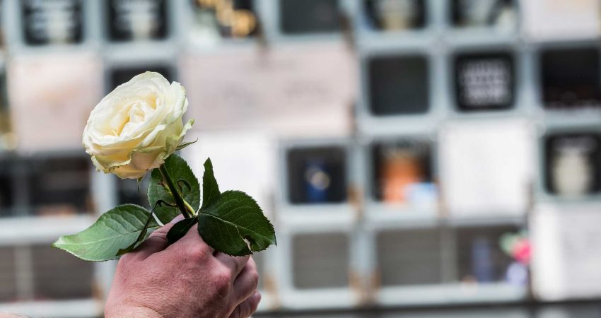 Eine Hand hält eine weiße Rose vor einer Urnenwand