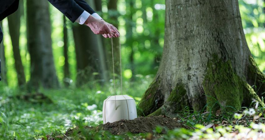 Eine Hand setzt eine helle Urne an einem Baum im Wald bei
