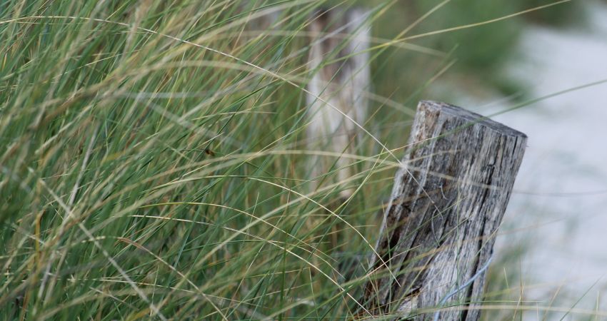 Dünengras an der Küste mit einem verwitterten Holzpfahl